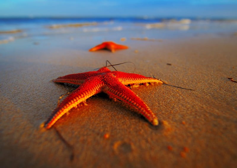 Stranded Starfish, beach, red, water, sea, HD wallpaper