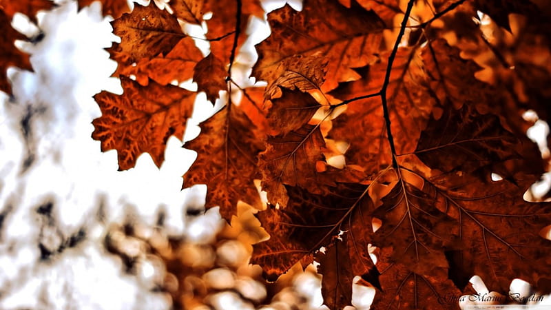 Reddish, fall, autumn abstract, leaf, leaves, graphy nature, HD wallpaper