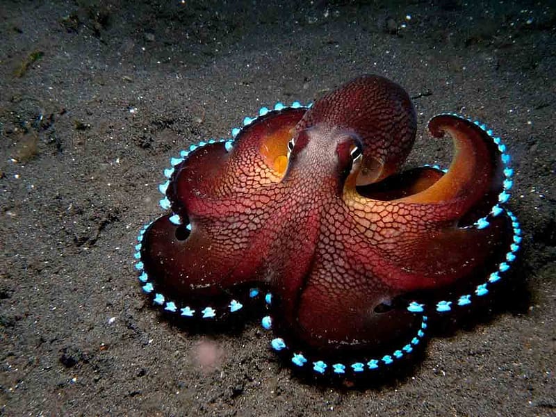 Octopus, water, blue, animal, nature, caracatita, orange, HD wallpaper