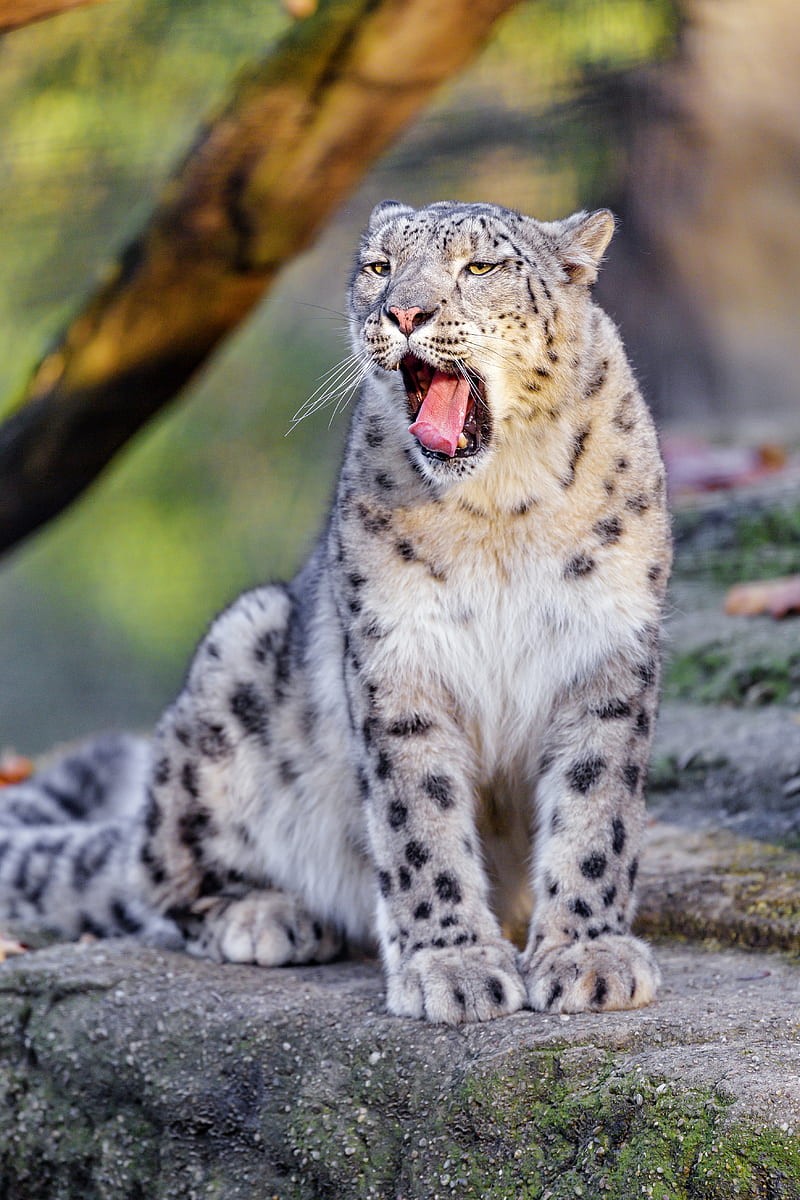 snow leopard, yawn, protruding tongue, animal, funny, HD phone wallpaper