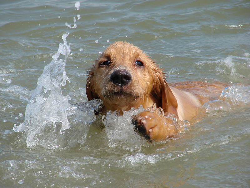 doggie swim, swim, HD wallpaper