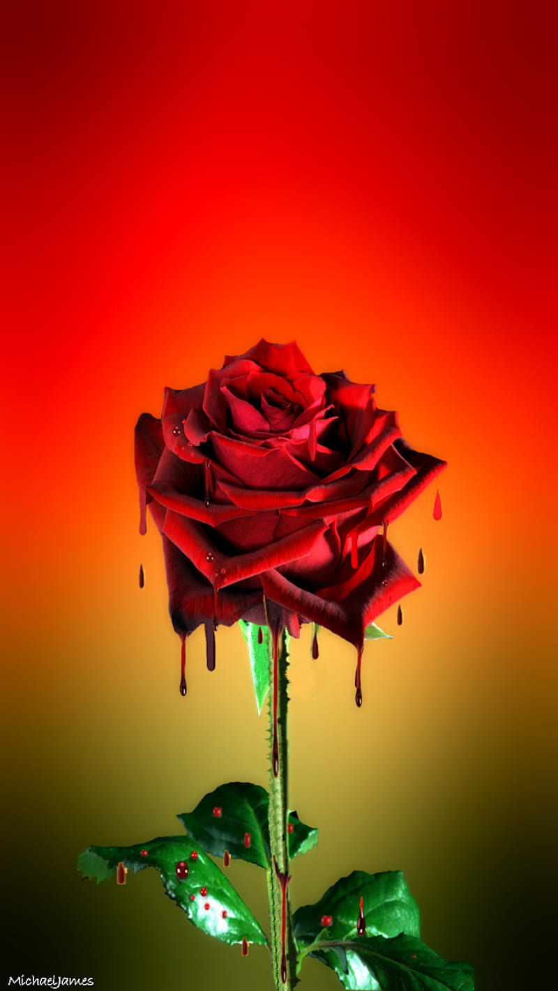 Blood Rose, blood, flower, love, love-hate, red rose, rose, HD phone  wallpaper | Peakpx