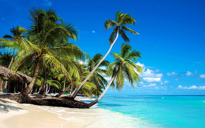 tropical islands, beach, palm trees, summer holidays, travel, ocean, HD wallpaper