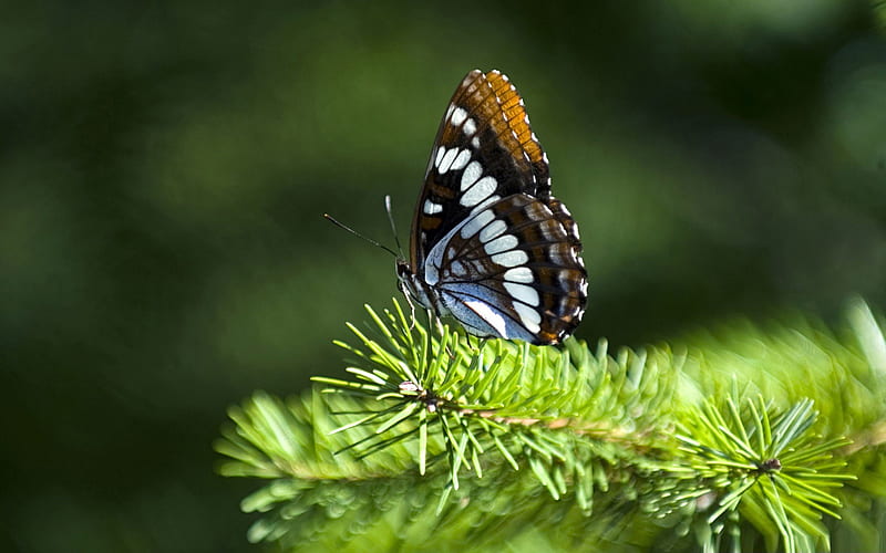 butterfly on fir branch-the beautiful butterfly, HD wallpaper