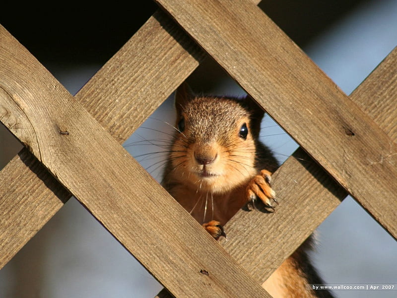 I'm Looking At You!, fence, squirrel, looking, peeking, HD wallpaper