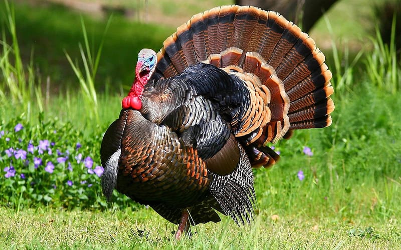 Birds, Animal, Turkey, HD wallpaper Birds, Animal, Turkey, HD wallpaper