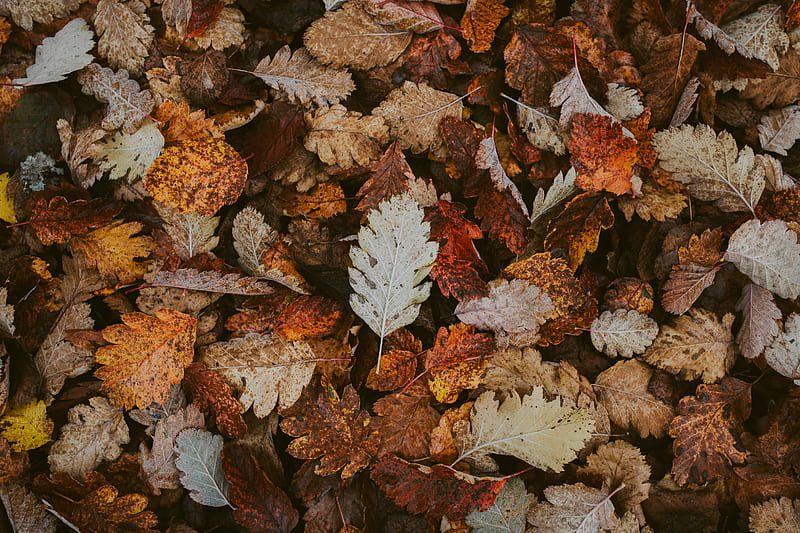 leaves, dry, fallen, autumn, foliage, HD wallpaper