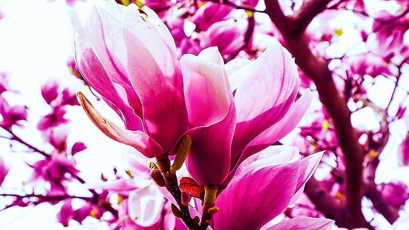 Spring Blossoms, magnolia, petals, tree, pink, white, HD wallpaper
