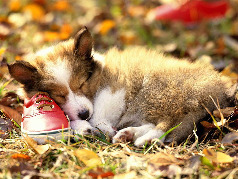 Collie Puppy, cachorro, animal, dog, HD wallpaper