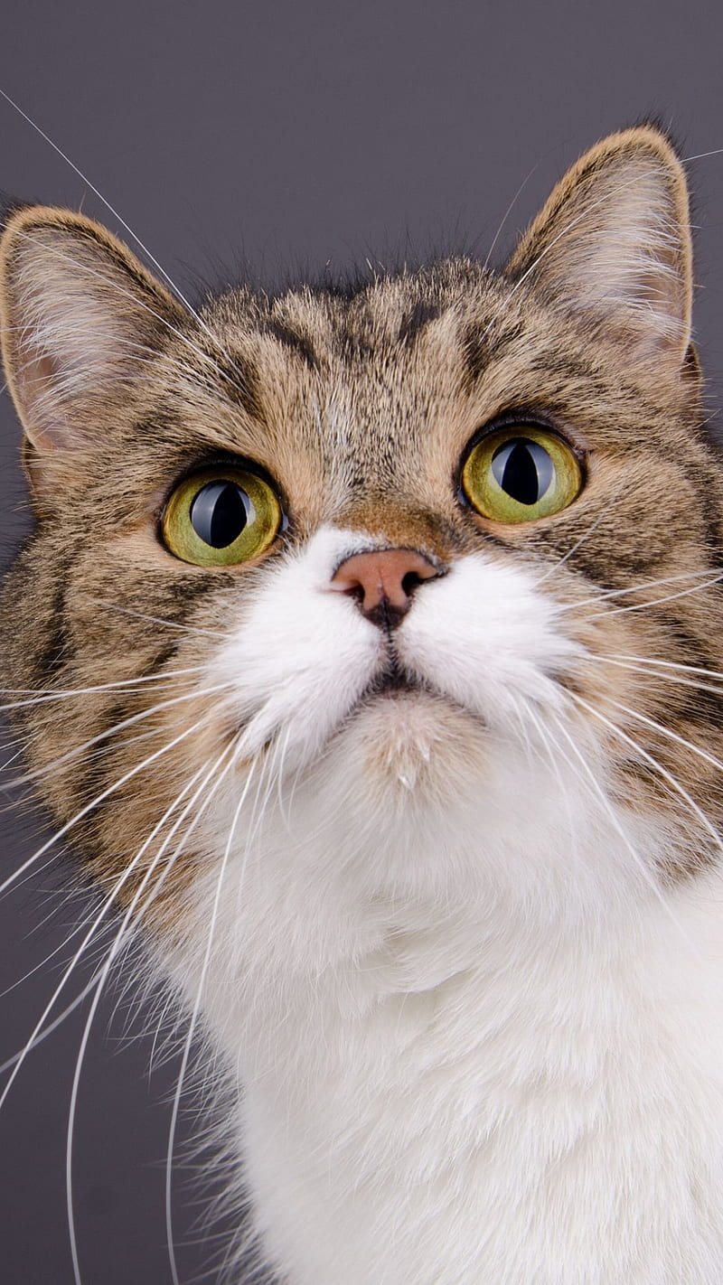 Nice kitten, animal, cat, cute, eyes, face, pet, HD phone wallpaper
