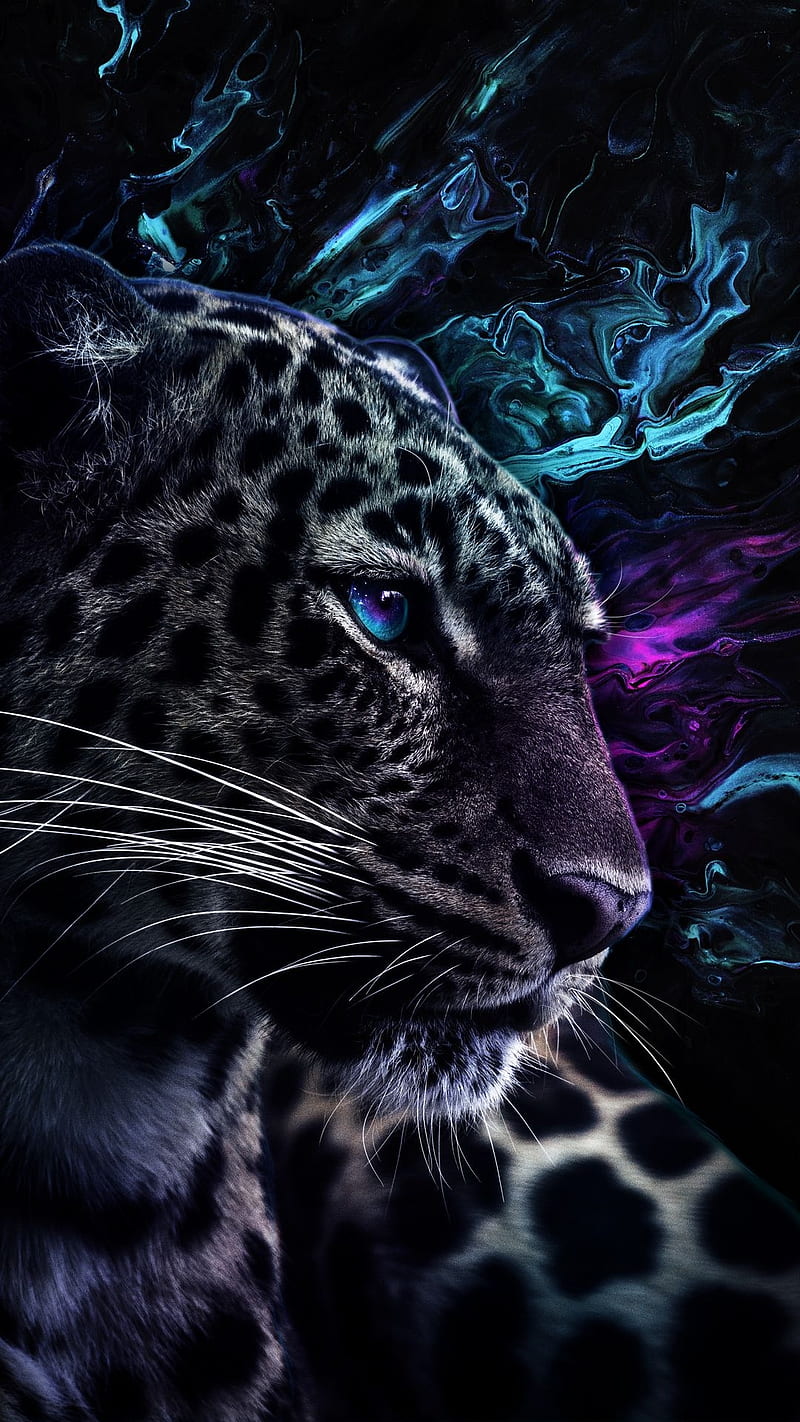 Leopard, animal, black and white, black and white, blue, dark, pink, purple, wild, HD phone wallpaper
