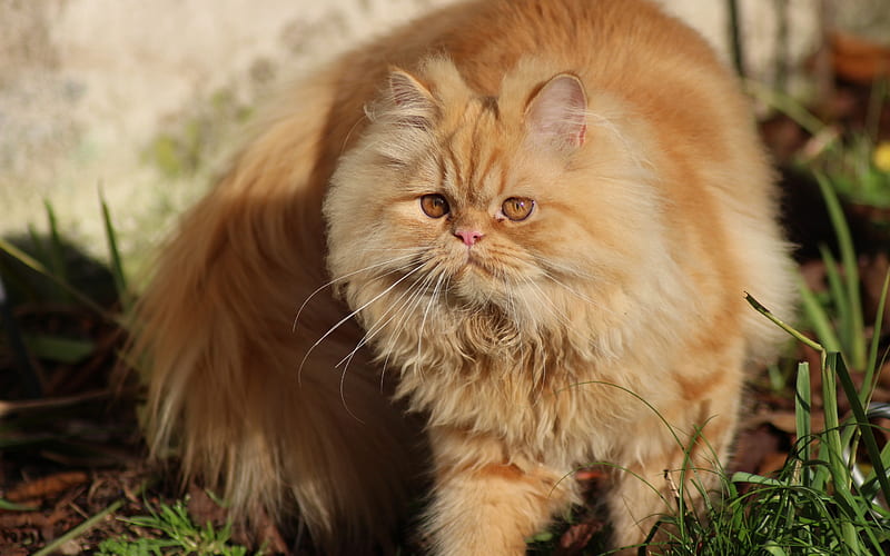 Persian cat, ginger fluffy cat, pets, domestic cats, breed of fluffy cats, HD wallpaper