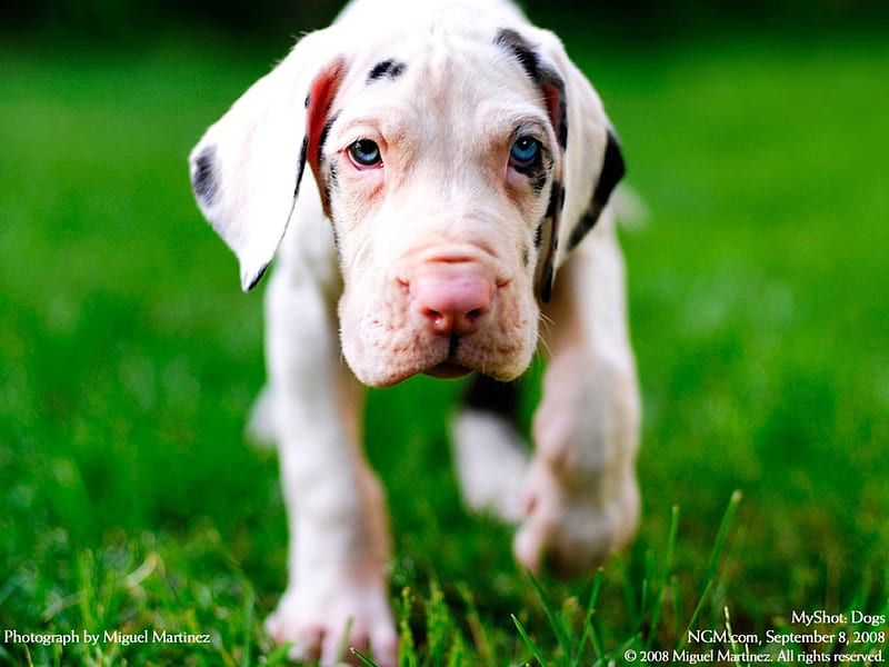 Dalmatian Puppy, cute, cachorro, animals, puppy, dog, HD wallpaper