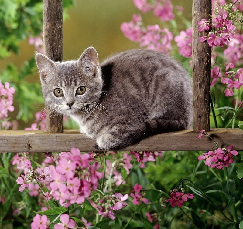 Kitten among flowers, flowers, kitten, cats, animals, HD wallpaper | Peakpx