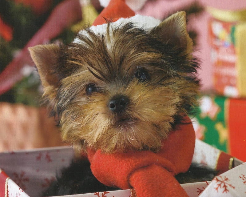 Christmas Puppy, cute, paws, cannie, puppy, dog, HD wallpaper