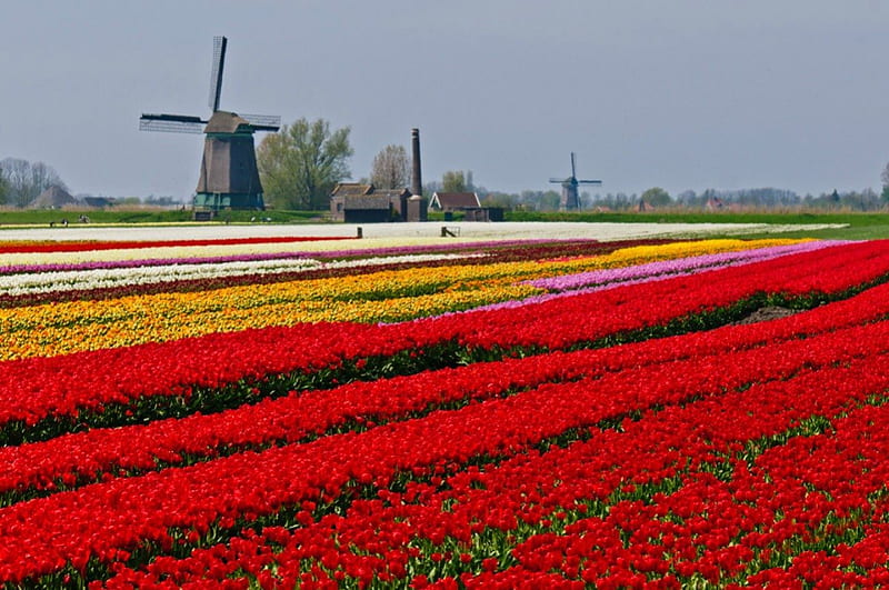 Tulip field, mill, spring, tulips, holland, field, HD wallpaper