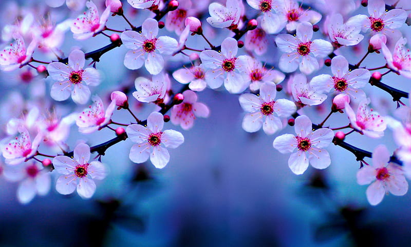 Awesome cherry blossom park hd 1080p wallpapers  Cuadro de flor de  cerezo Arboles de sakura Paisaje rosa