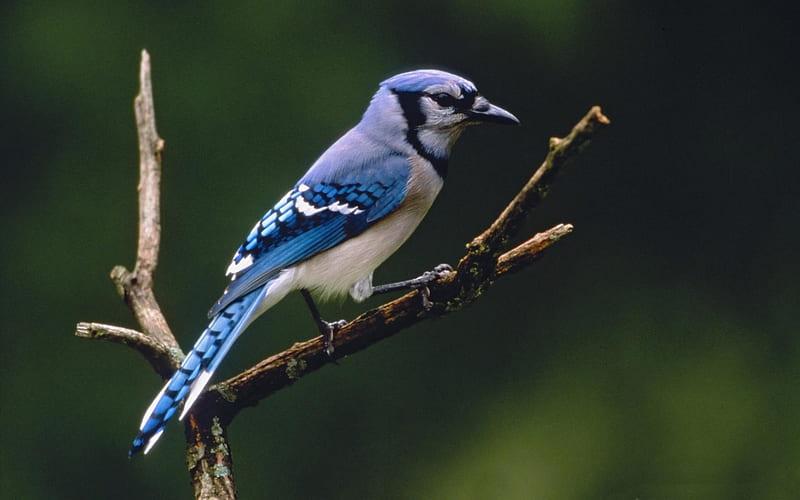 blue jay-Birds high-definition, HD wallpaper