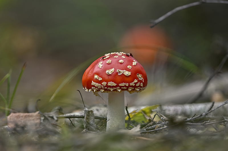 Amanita Mushroom, forest, mushroom, nature, amanita, HD wallpaper