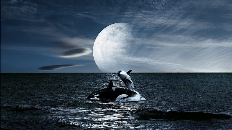 Pacific NW Orcas, sea, Firefox theme, Pacific Coast, ocean, killer whales, sky, endangered, pod, orcas, moon, HD wallpaper