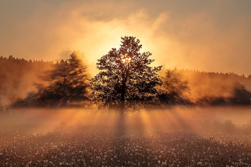 Earth, Fog, Nature, Sunrise, Tree, HD wallpaper
