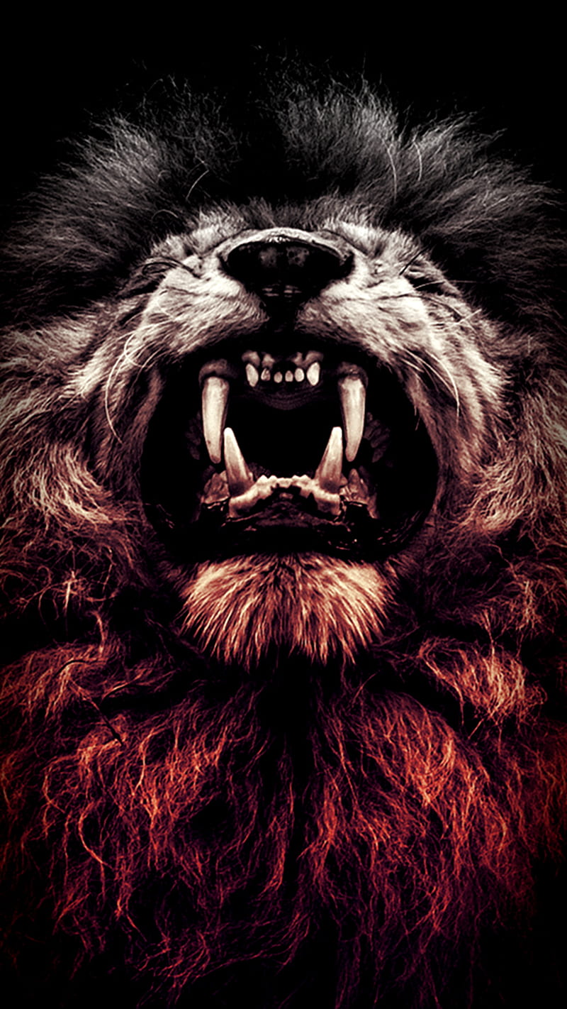 Wild Lion, HD phone wallpaper