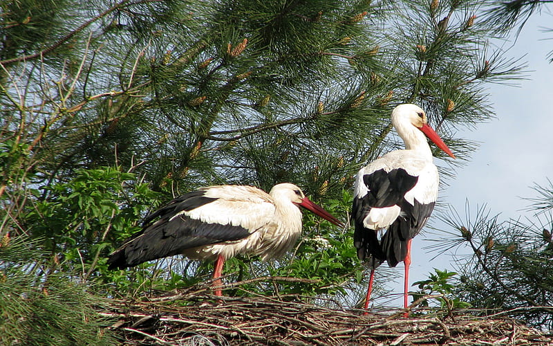 *❖❀ white stork couple ❀ღ*, stork, nest, bird, couple, HD wallpaper