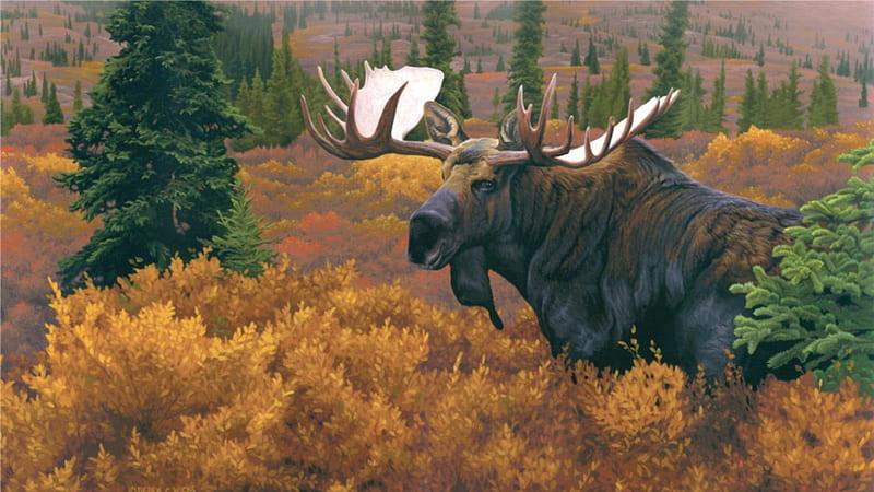 The Moose, moose, wildlife, nature, calf, animals, deer, HD wallpaper