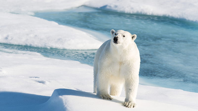 Polar Bear On Snow With Background Of Water And Snow Animals, HD wallpaper