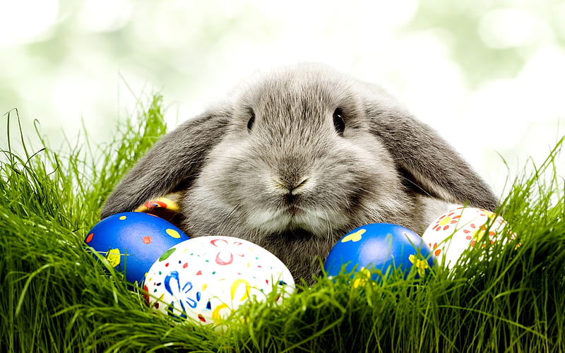 HAPPY EASTER, DN!, grass, eggs, eater, colors, bunny, white, wishes, blue, HD wallpaper