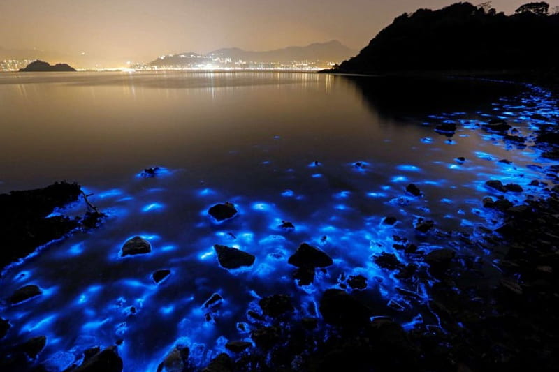Sea Sparkle, Water, Lights, Algal, Blue, HD wallpaper