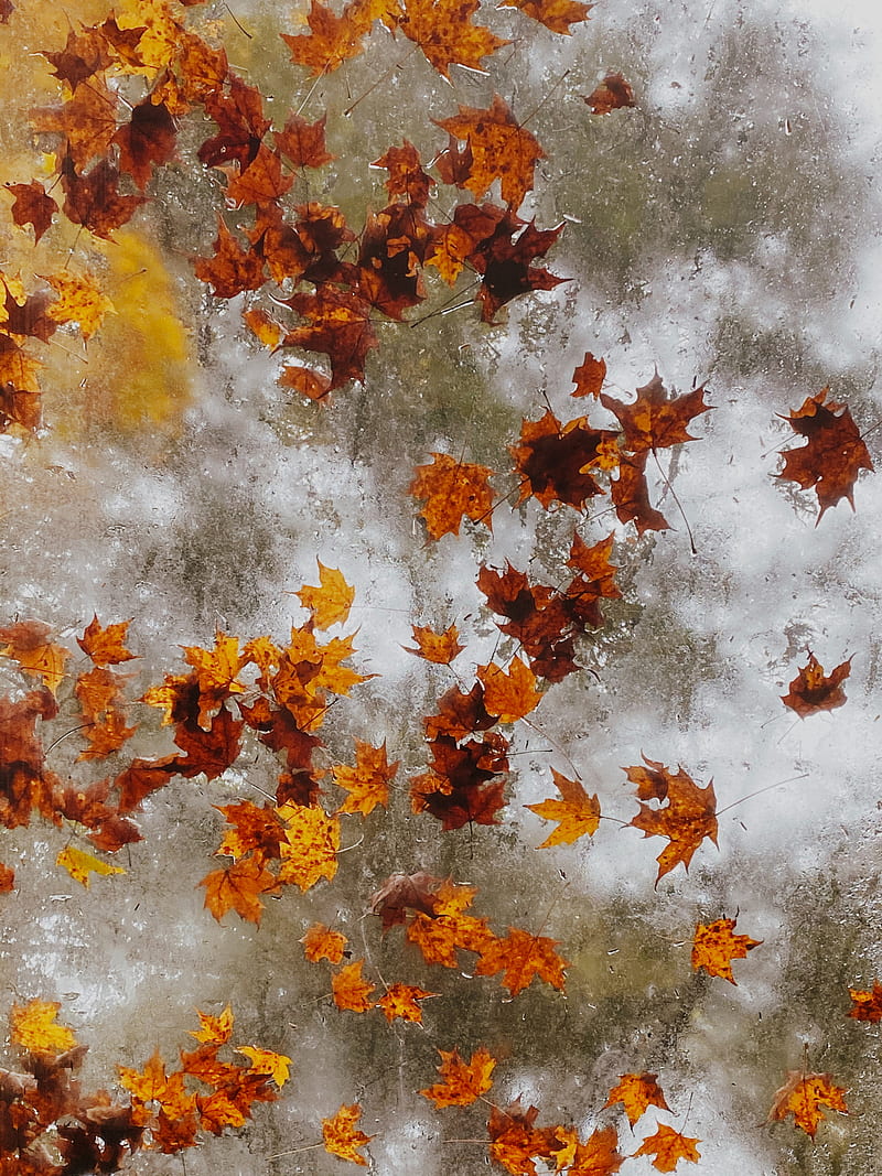 maple, autumn, leaves, ice, HD phone wallpaper