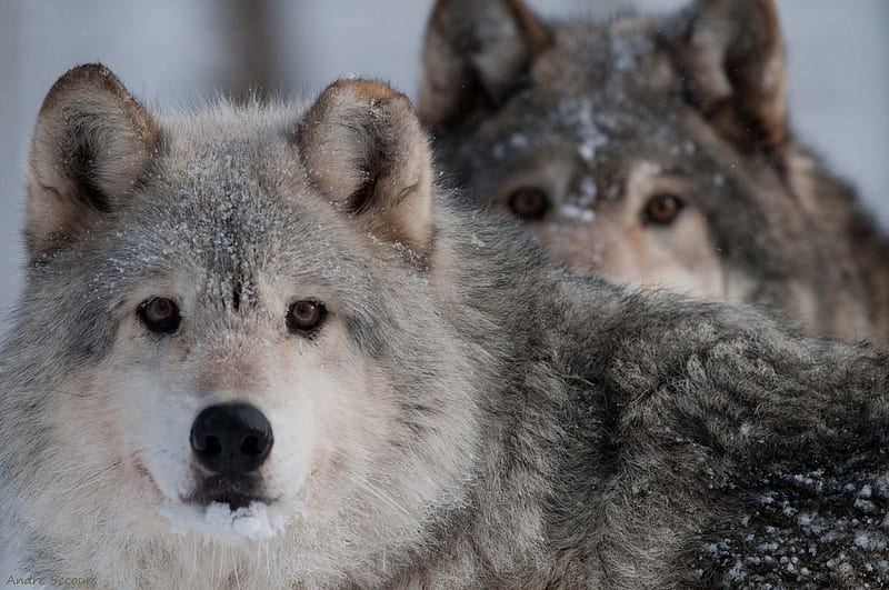 Grey Wolves, predator, wildlife, wolf, winter, HD wallpaper | Peakpx