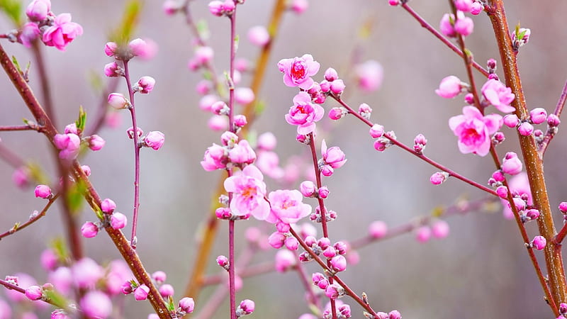 Flores de durazno, japón, japonés, flores, naturaleza, melocotón, rosa,  Fondo de pantalla HD | Peakpx