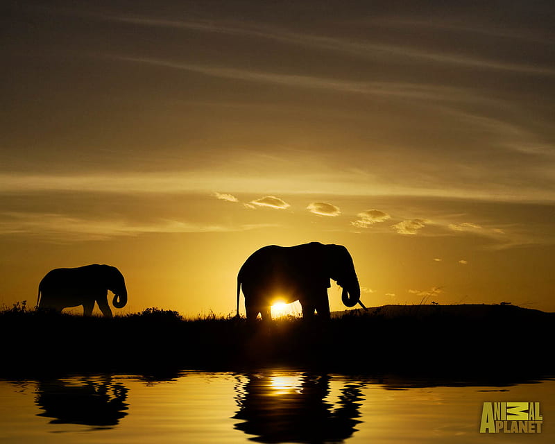 Sunset River Walk, elephants, two, walking, river, sunset, HD wallpaper