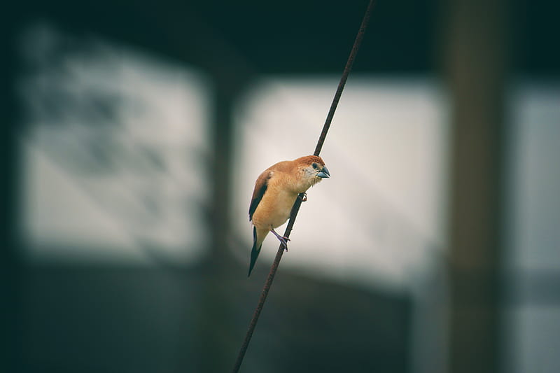 bird, wire, blur, small, HD wallpaper