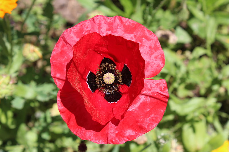 red flower in tilt shift lens, HD wallpaper