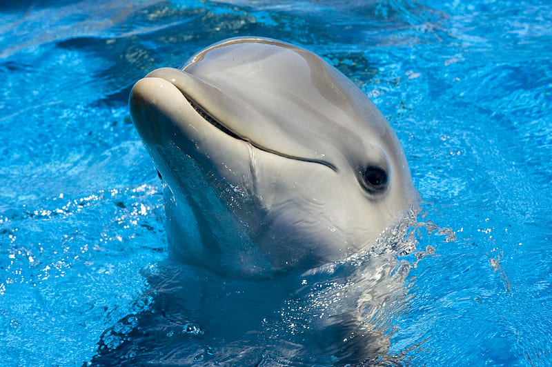 Dolphin Cute, dophin, animals, cute, HD wallpaper
