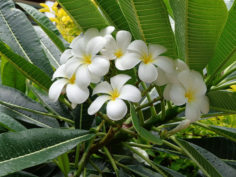 Plumeria, flowers, lovely, white, HD wallpaper | Peakpx