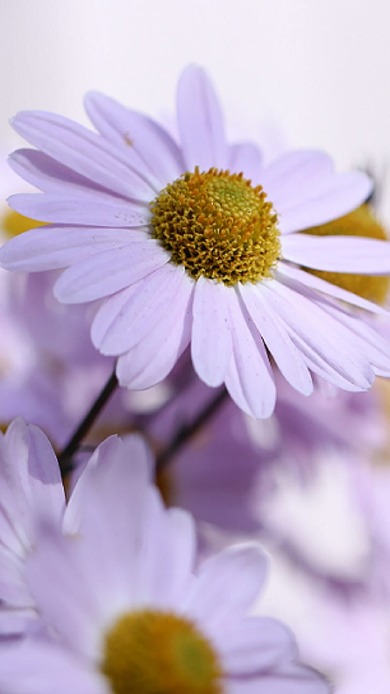 Daisies, flowers, HD phone wallpaper | Peakpx