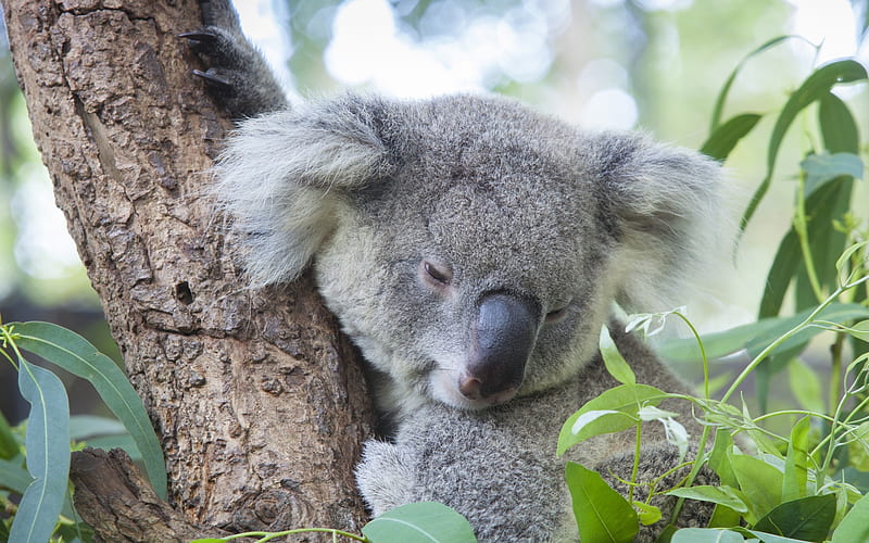 small koala, cute gray bear cub, branch, Australia, tree, HD wallpaper