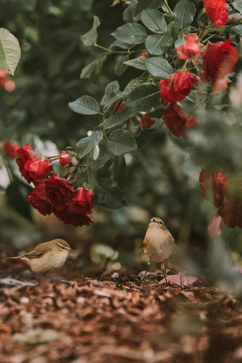 birds, flowers, red, roses, HD phone wallpaper