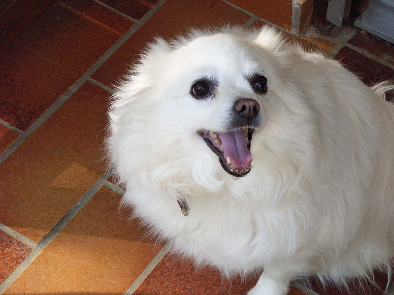 Beautiful Lady, leila, white, happy, dog, wooly, HD wallpaper