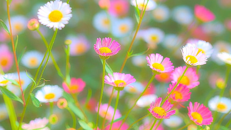 Flowers, vara, green, flower, summer, white, pink, HD wallpaper | Peakpx