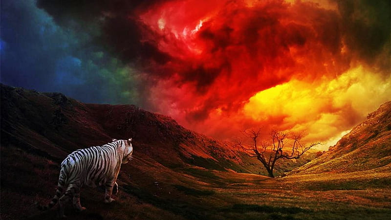 Tiger and Fire, red, predator, colors, sky, artwork, HD wallpaper