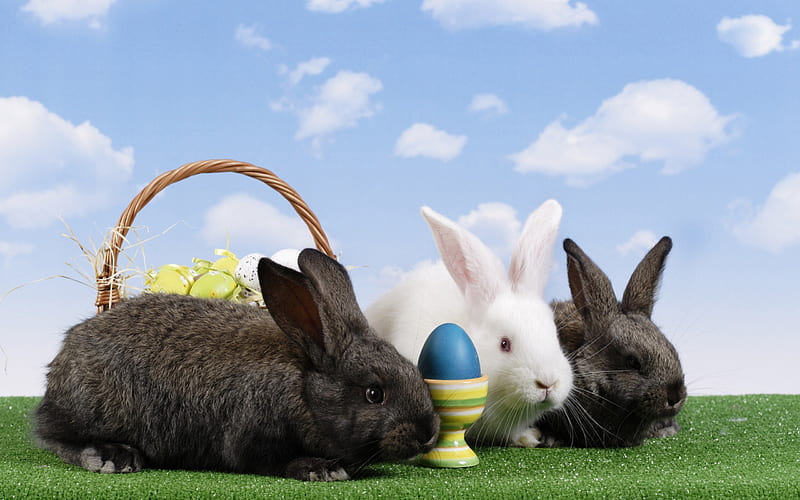 *** Happy Easter ***, egs, easter, happy, animals, animal, bunnys, HD wallpaper