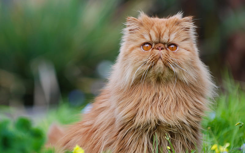 Persian Cat, brown fluffy cat cute animals, big cats, breeds of fluffy cats, kitten, HD wallpaper