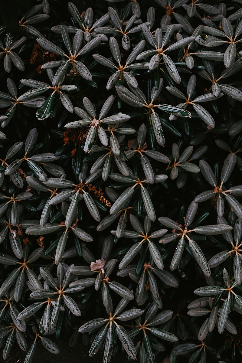 plant, bush, leaves, exotic, closeup, HD phone wallpaper