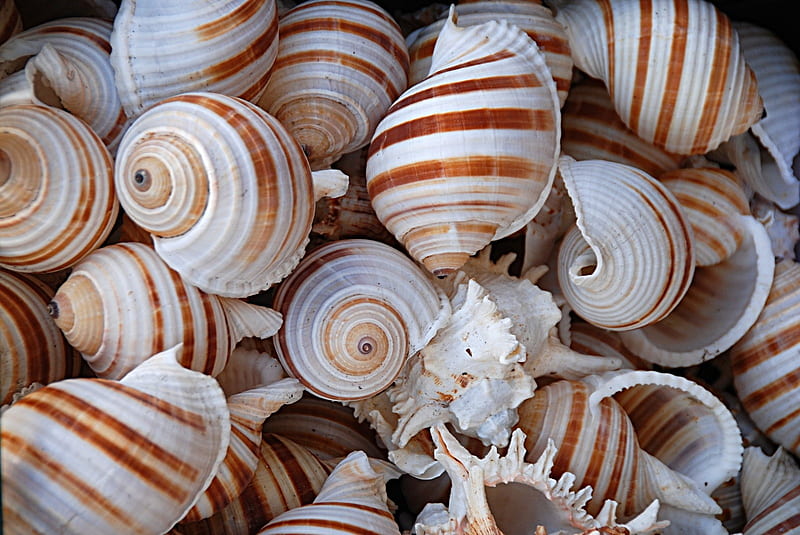 Seashells, summer, texture, shell, sea, vara, HD wallpaper
