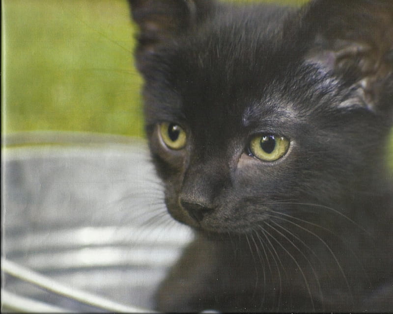 A black kitten in a pail, cute, paws, black, kitten, pail, HD wallpaper